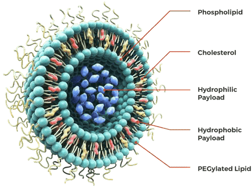 The structure of the liposome, Data source: precisionnanosystems