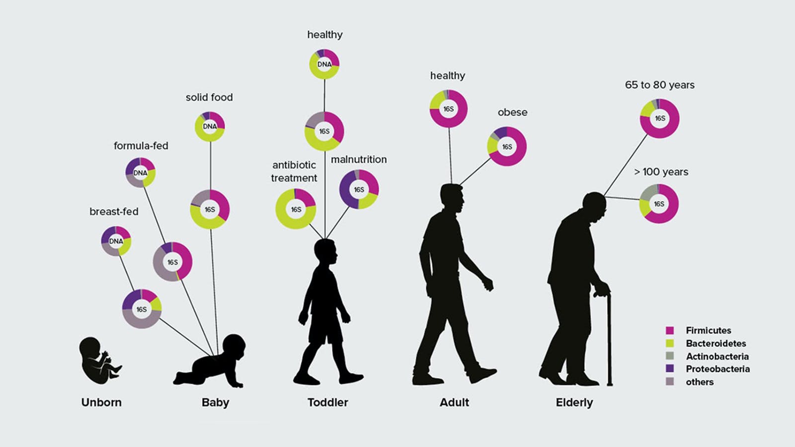 The compositions of symbiotic microbiota will change with age and the environment, Data source:US National Library of Medicine