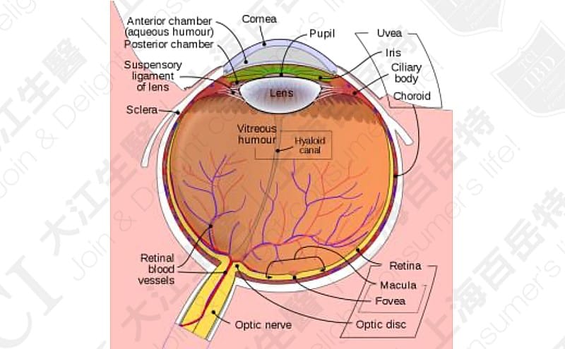 The anatomy and the structure of the eye, Data source: Wikipedia