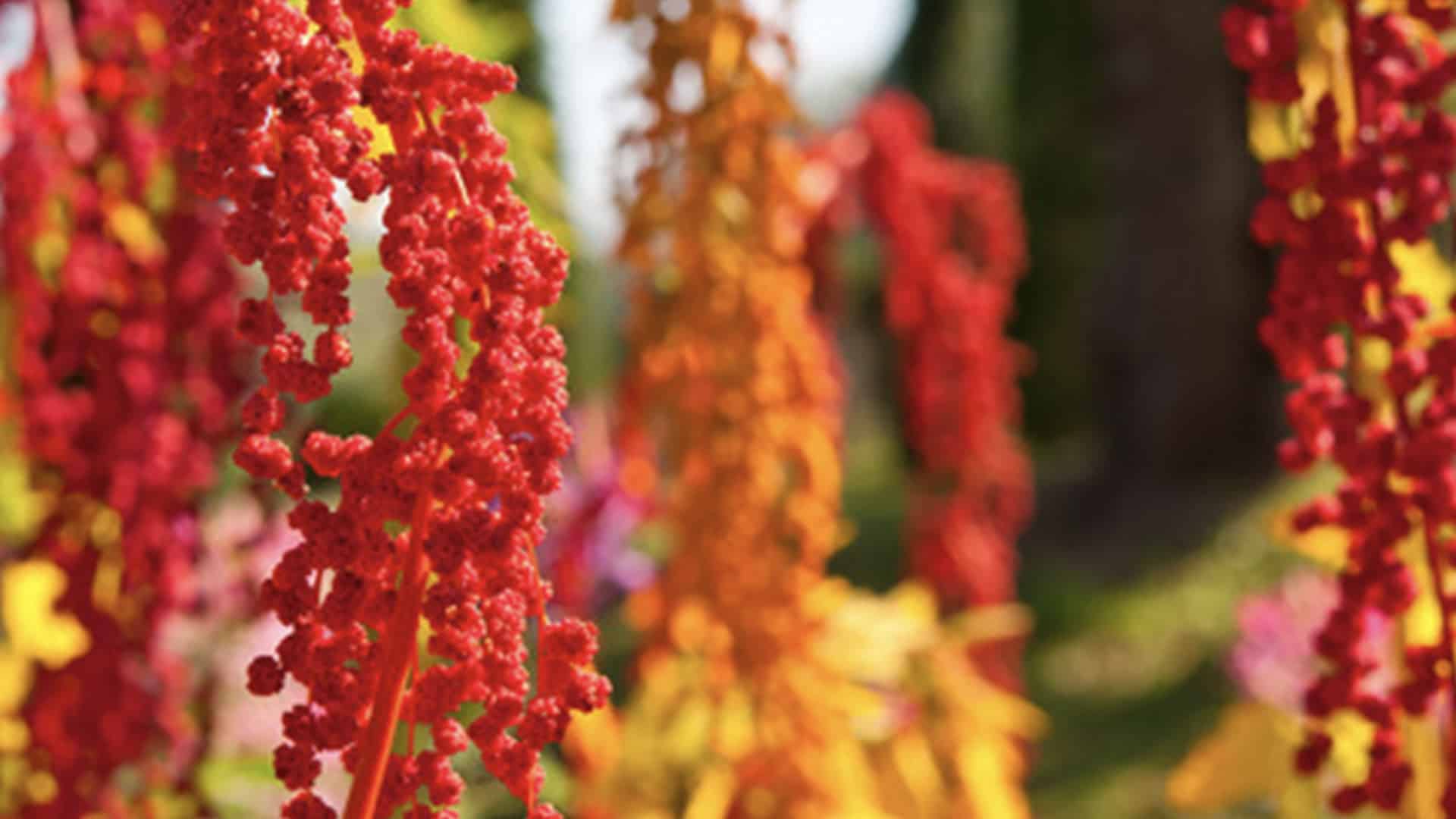 the Chenopodium formosanum with local characteristics, which can effectively resist oxidation and inhibit the formation of glycated proteins in the human skin