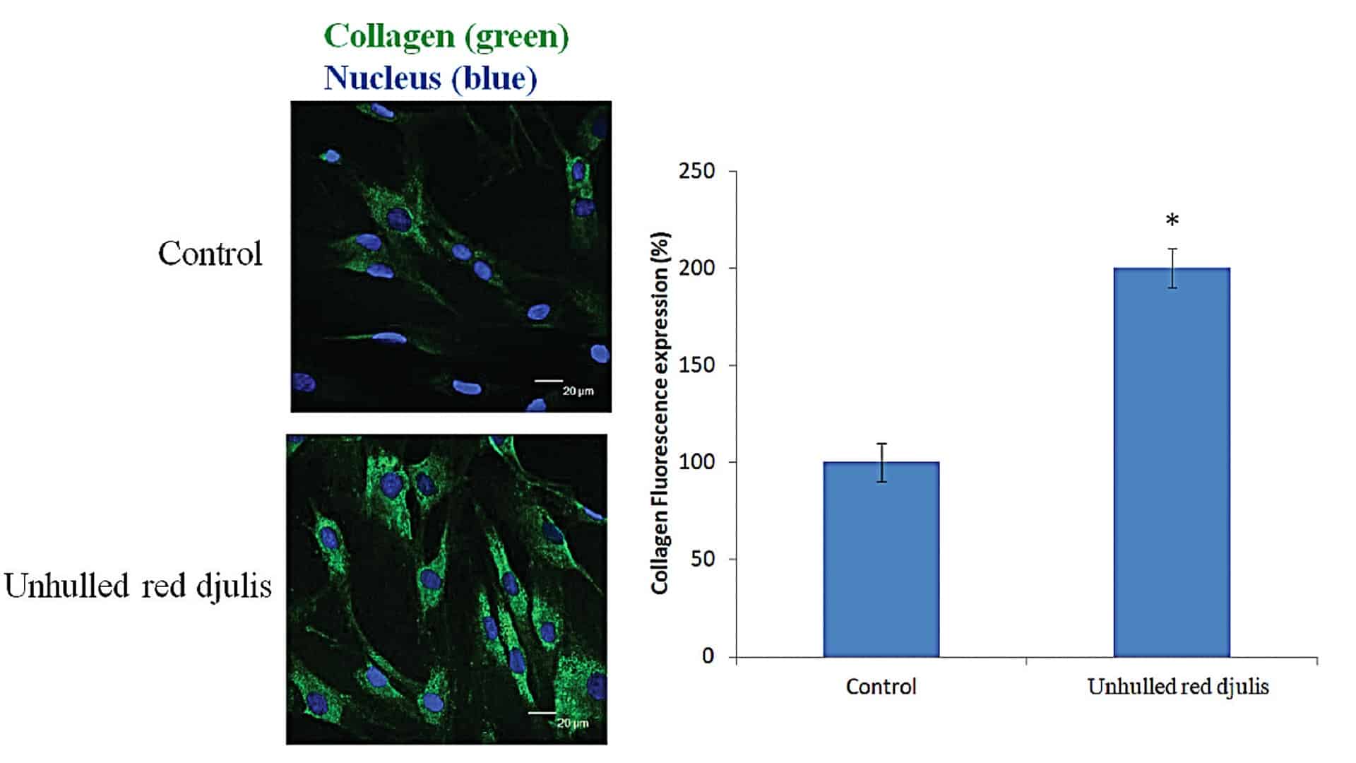 Effects of TCI Chenopodium formosanum extract on collagen composition