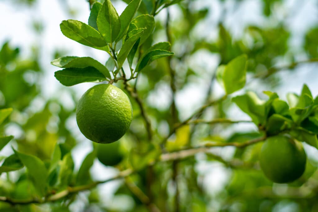 claims, citrislim, unripe ponkan
