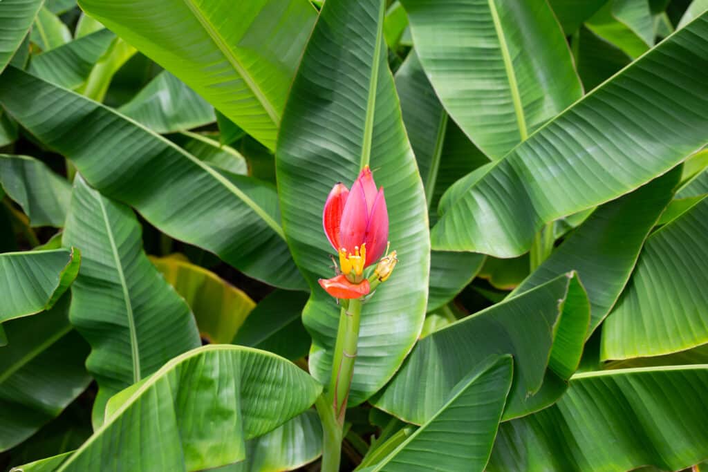 happy angel, banana stamen, ndi