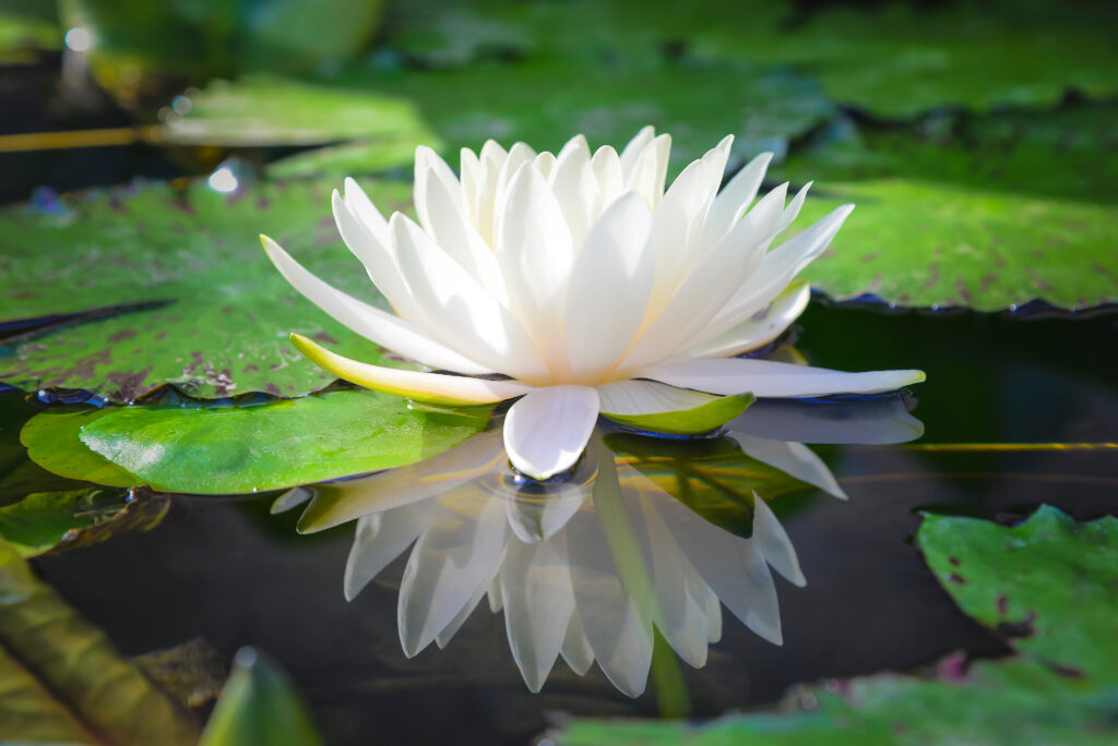 snow lotus, skincare